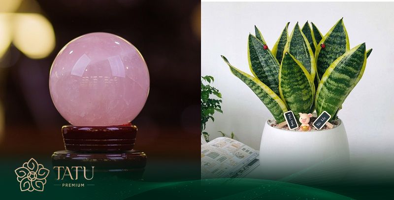 Đá thạch anh hồng giúp chữa lành, giảm stress hoặc cây lưỡi hổ xua đuổi ma quỷ, chống lại đen đủi